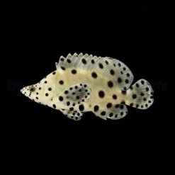 Cromileptes altivelis | XL