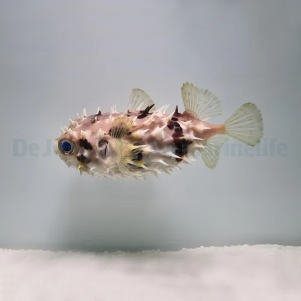 Cyclichthys orbicularis | S