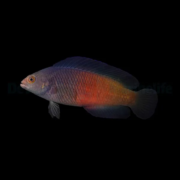 Cypho purpurascens (female) | All sizes