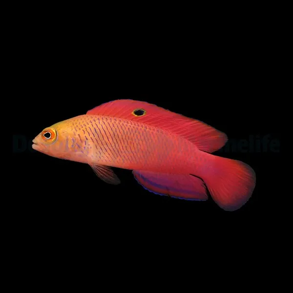 Cypho purpurascens (male) | All sizes