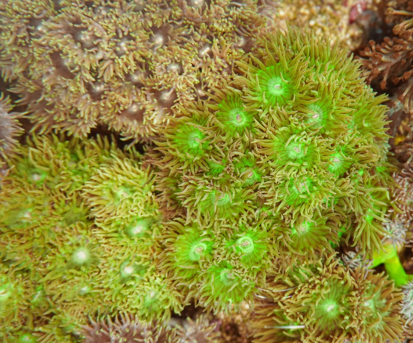 Duncanopsammia axifuga (41-45 polpys)