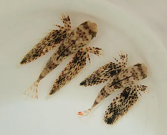 Dactyloptena macracantha | S