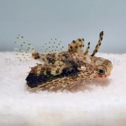 Dactyloptena orientalis | S