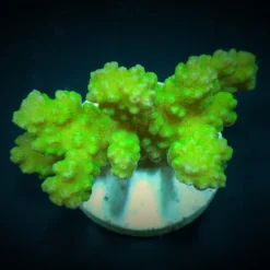Pocillopora damicornis (Yellow-Green) | S