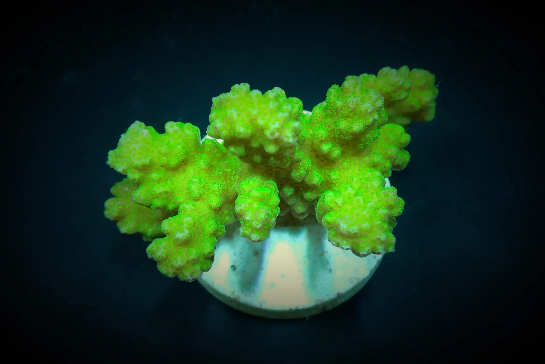 Pocillopora damicornis (Yellow-Green)