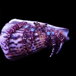 Dardanus guttatus | All sizes