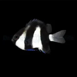 Dascyllus aruanus | All sizes