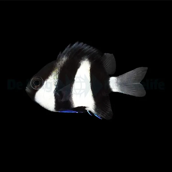 Dascyllus aruanus | All sizes