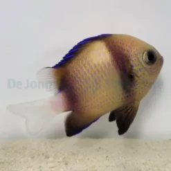 Dascyllus carneus | All sizes