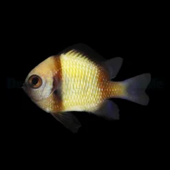 Dascyllus reticulatus | All sizes