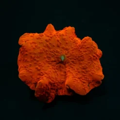 Discosoma spp. (Red) (Ultra) (1 ear) | FRAG