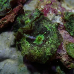 Discosoma marmoratus (1 ear) | FRAG