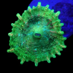 Discosoma neglecta (Green) (1 ear) | FRAG