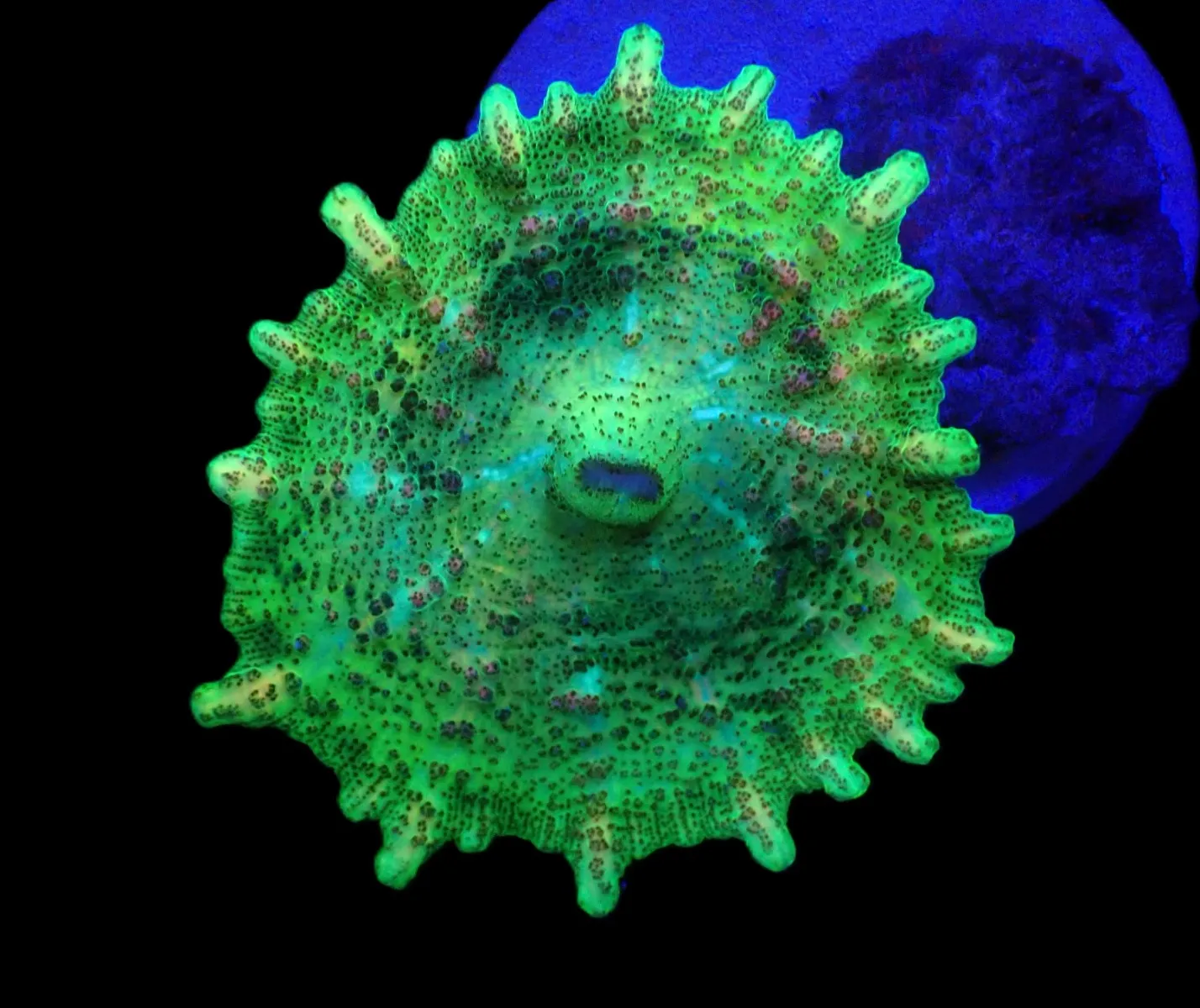 Discosoma neglecta (Green) (per ear) | T