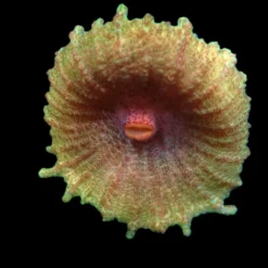 Discosoma neglecta (Premium) (Rare) pb 200