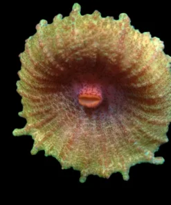 Discosoma neglecta (Premium) (Rare) pb 200