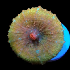 Discosoma neglecta (Premium) (Rare) pb 204
