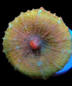 Discosoma neglecta (Premium) (Rare) pb 204