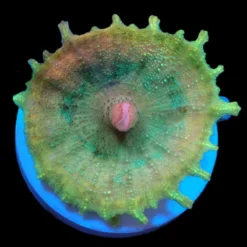 Discosoma neglecta (Premium) (per ear) | T