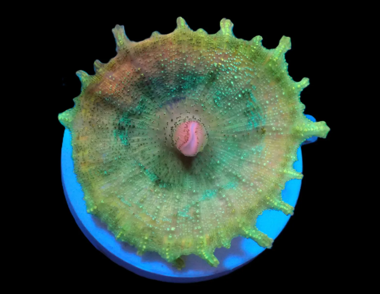 Discosoma neglecta (Premium) (per ear) | T