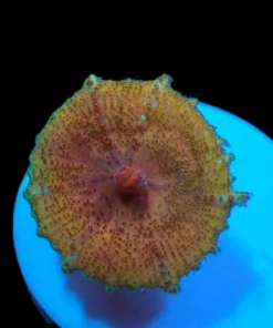 Discosoma neglecta (Premium) (Rare) pb 383