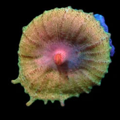 Discosoma neglecta (Premium) (Rare) pb 512
