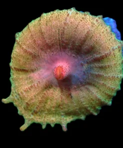 Discosoma neglecta (Premium) (Rare) pb 512