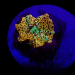 Discosoma spp. (Special Selected) (1 ear) | FRAG