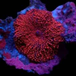 Discosoma spp. (Spotted) (1 ear) | FRAG