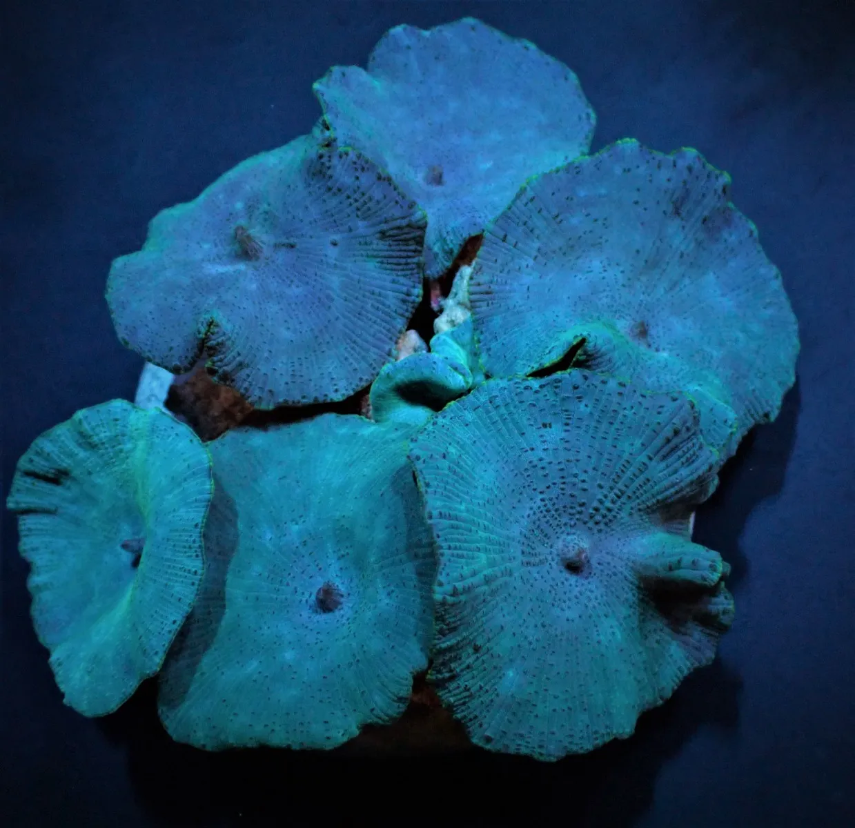 Discosoma spp. (Blue) | XXL