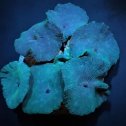 Discosoma spp. (Blue) | M