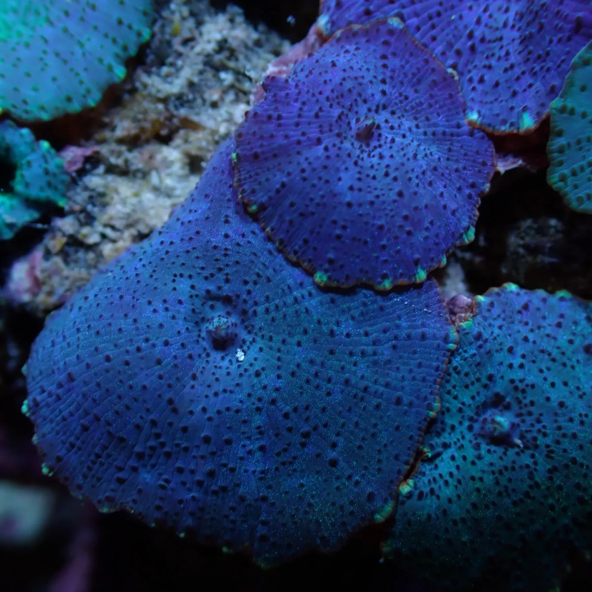 Discosoma spp. (Blue) (Grade A) | M