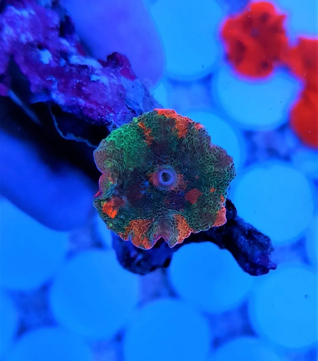Discosoma spp. (Jawbreaker) (Grade B) | M