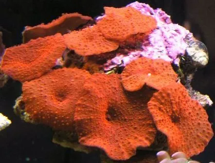 Discosoma spp. (Red) (Grade A) | XL