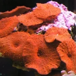Discosoma spp. (Red) (Grade A) | S