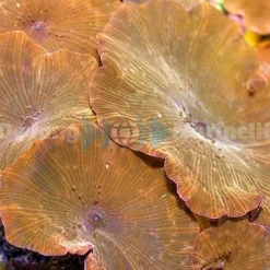 Discosoma spp. (Reddish) | L
