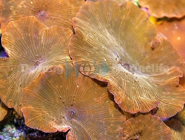 Discosoma spp. (Reddish) | S