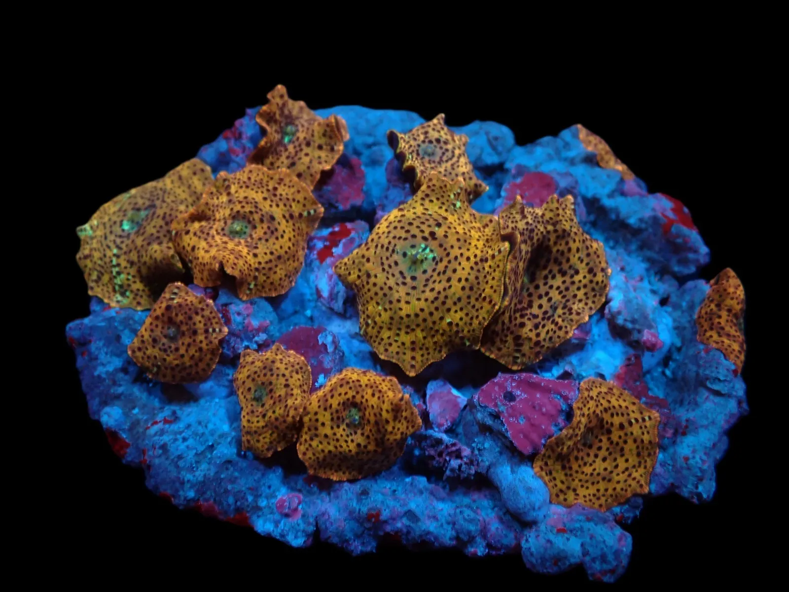 Discosoma spp. (Special Selected) | L