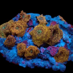 Discosoma spp. (Special Selected) | S