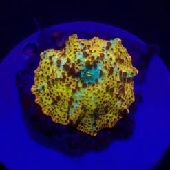 Discosoma spp. (Special Selected) (Ultra) (1 ear) | FRAG