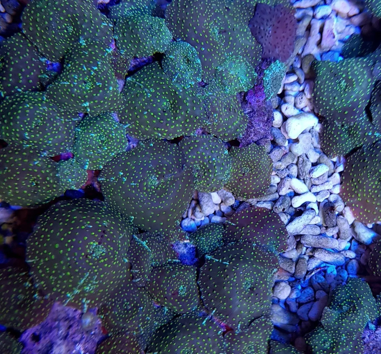 Discosoma spp. (Spotted) | S
