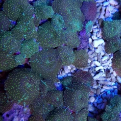 Discosoma spp. (Spotted) | L