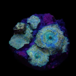 Discosoma spp. (Spotted) (Grade A) | M