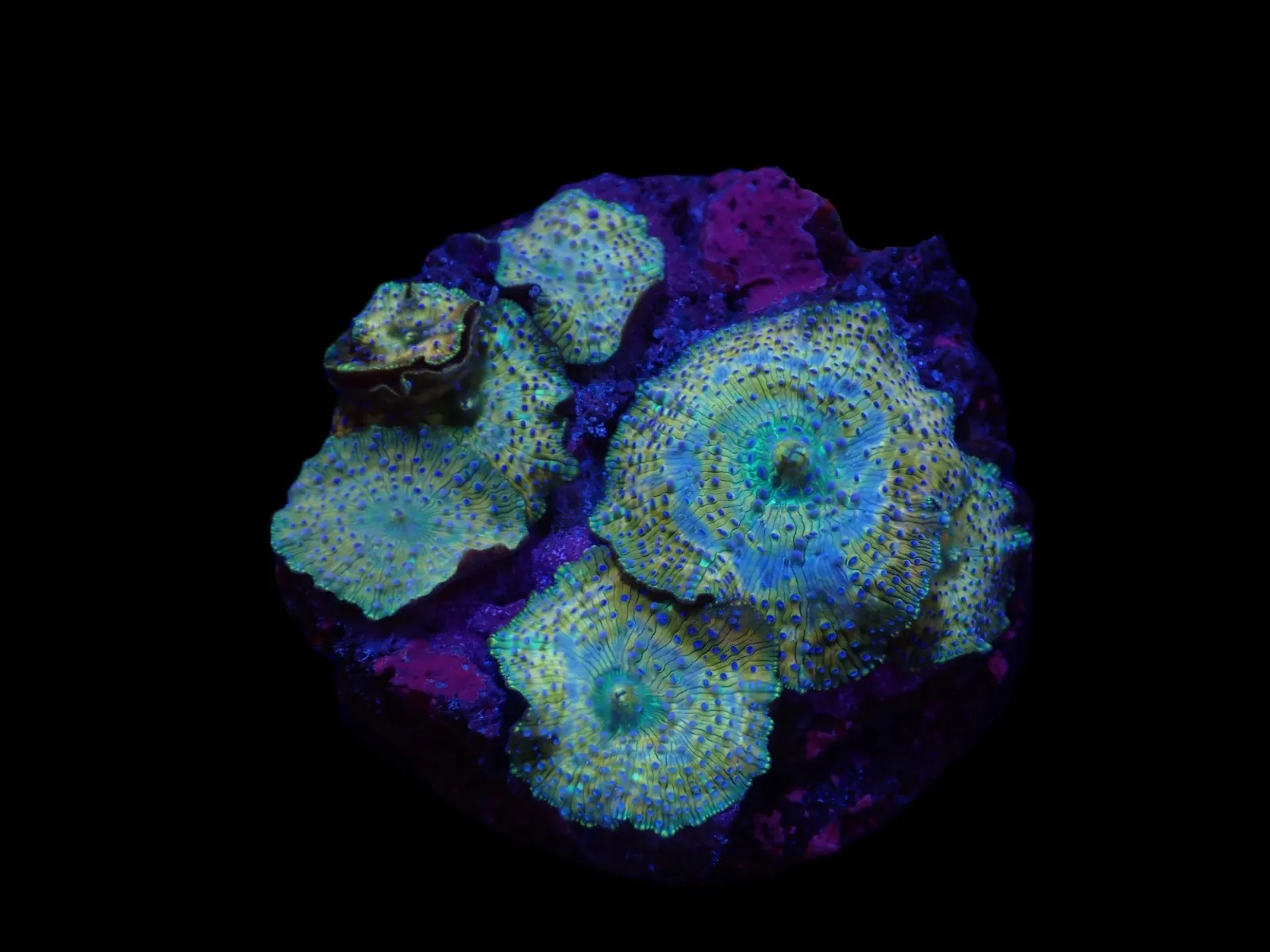 Discosoma spp. (Spotted) (Grade A) | S