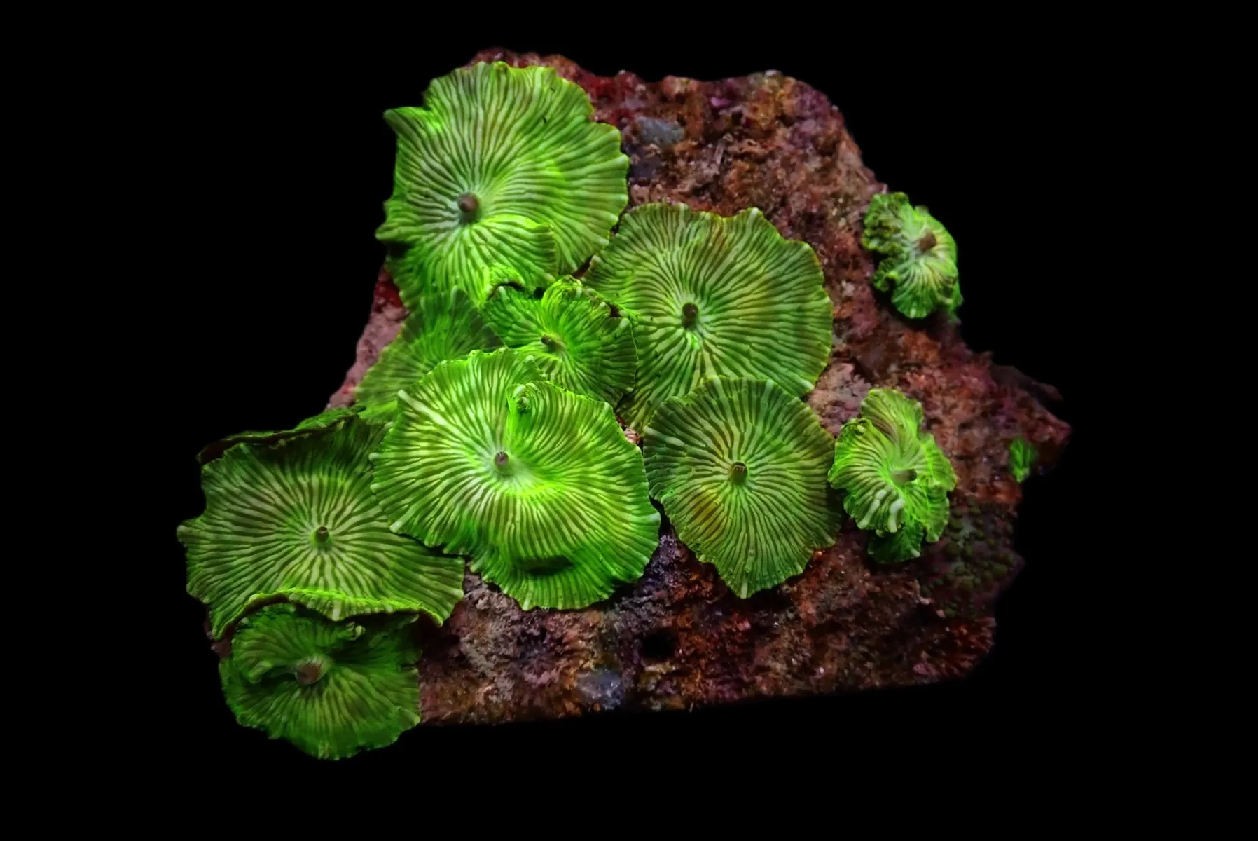 Discosoma spp. (Striped) | S