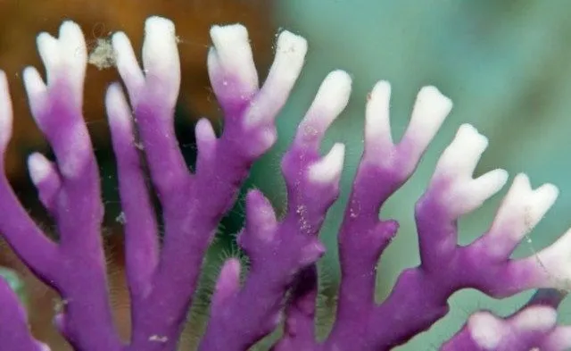 Distichopora violacea - Stylaster (Purple) | T