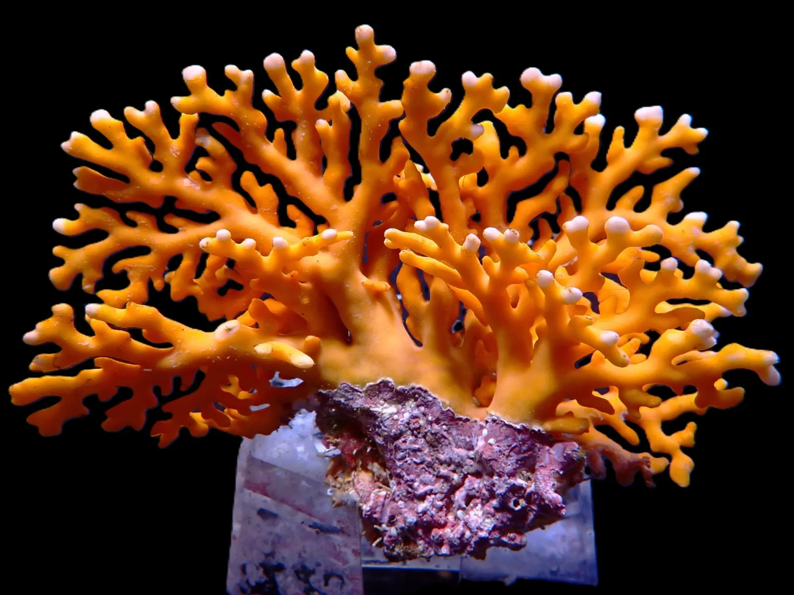 Distichopora violacea - Stylaster (Orange) | L
