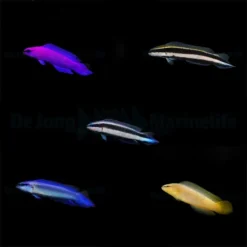 DJM bred fish package 19 (Pseudochromis 3)