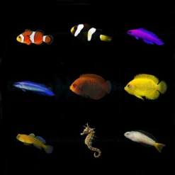 DJM bred fish package 4 (Mix)