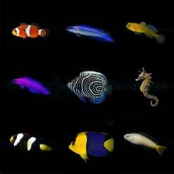 DJM bred fish package 14 (Mix 2)